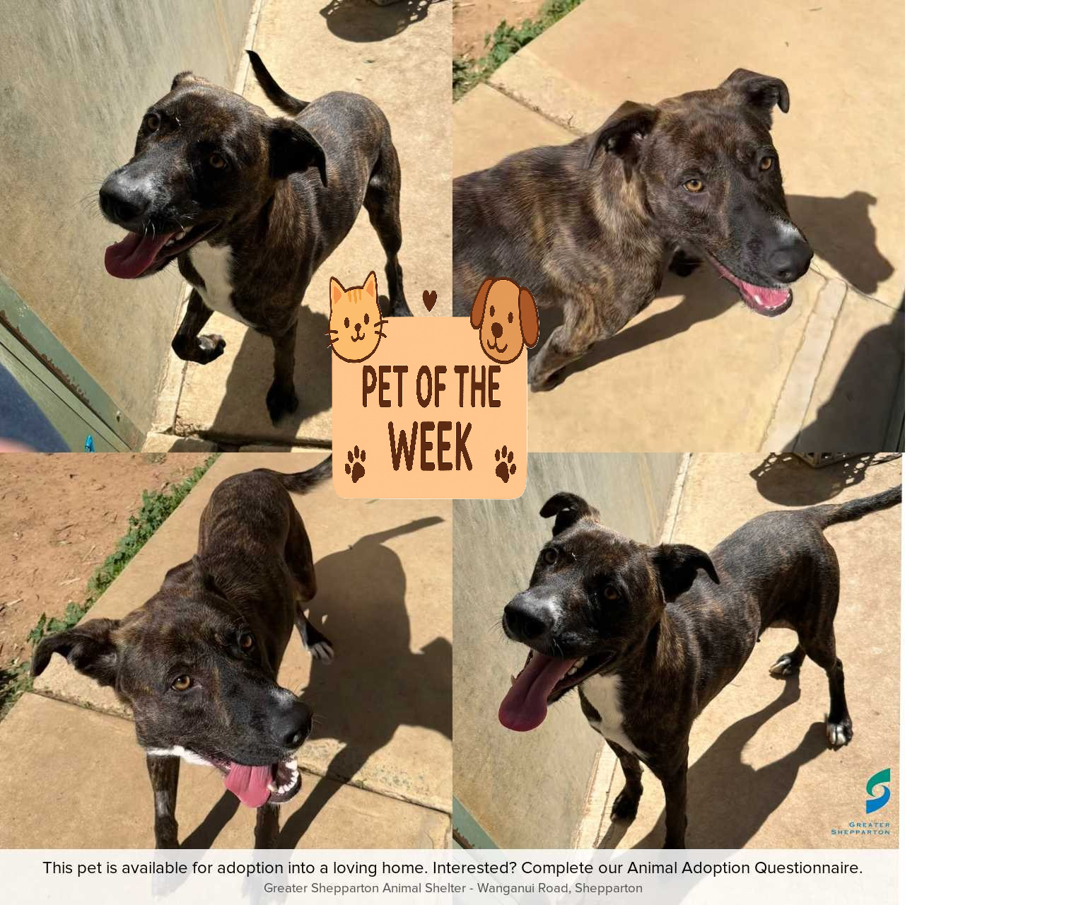 D250338 Kitsi - Pet of the week
