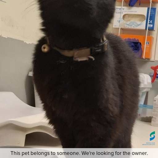 Photo of this cat.