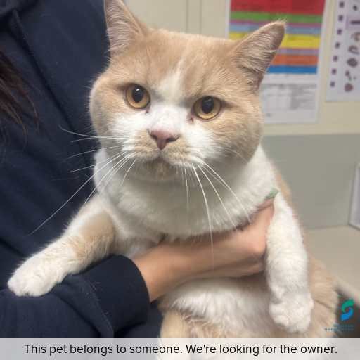 Photo of this cat.