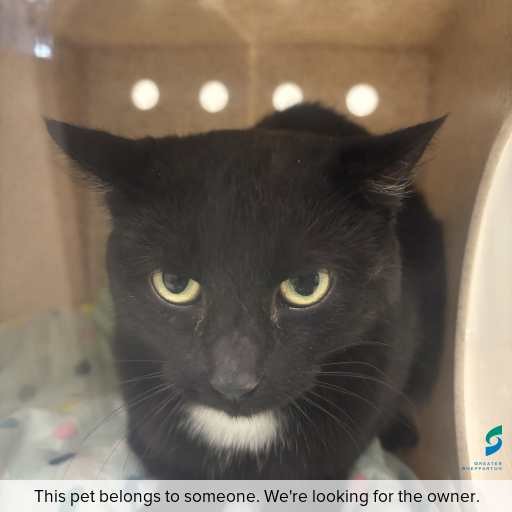 Photo of this cat.