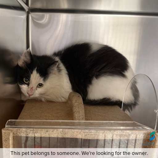 Photo of this cat.