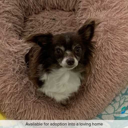 Photo of this dog.