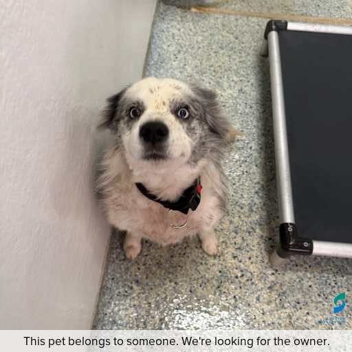 Photo of this dog.