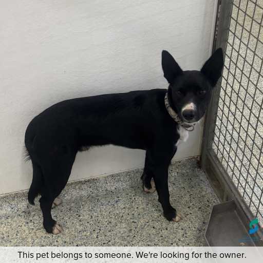 Photo of this dog.