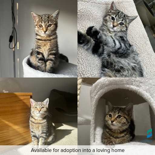 Photo of this cat.