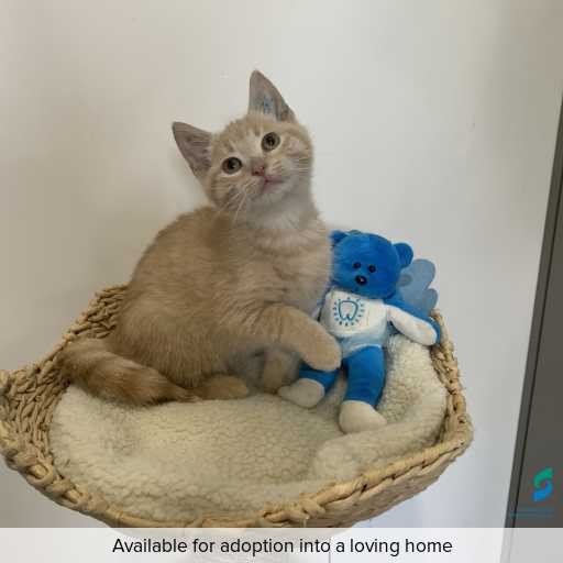 Photo of cat with ID of : C260321.