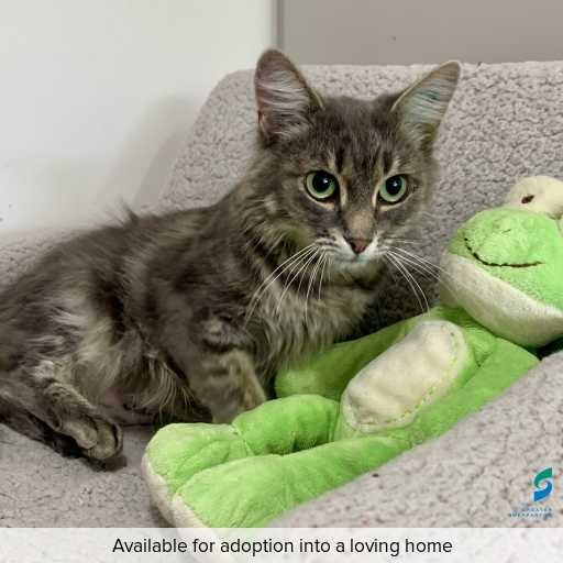 Photo of cat with ID of : C260361.