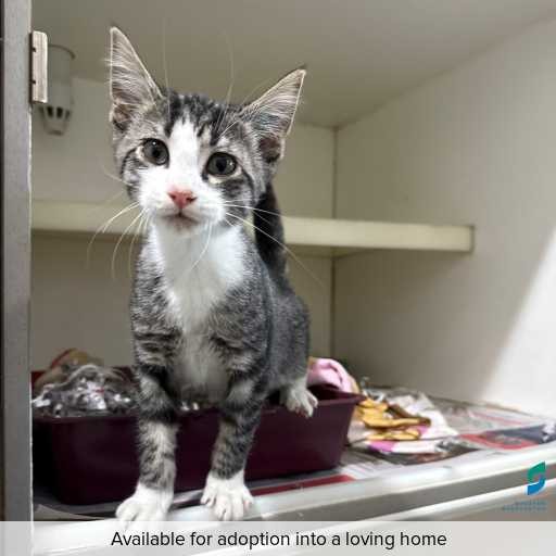 Photo of this cat.