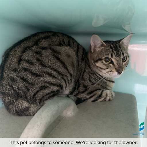 Photo of cat with ID of : C251130.