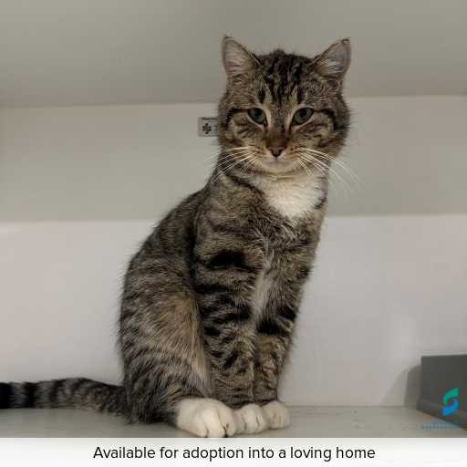 Photo of cat with ID of : C250818.