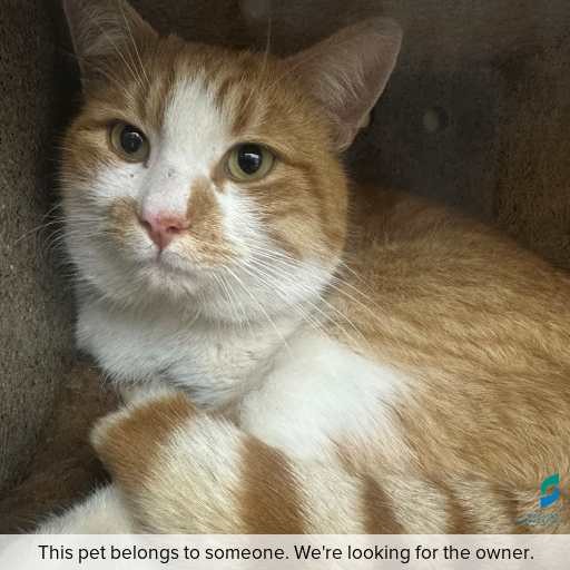 Photo of cat with ID of : C250850.