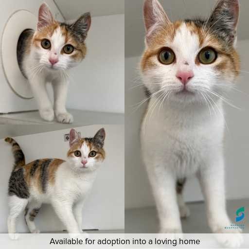 Photo of cat with ID of : C250860.