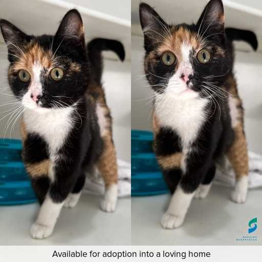 Photo of cat with ID of : C250866.