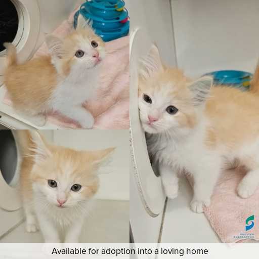 Photo of cat with ID of : C250926.