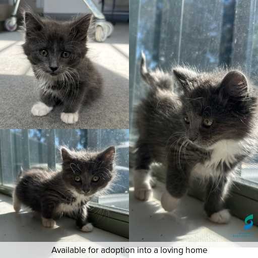 Photo of cat with ID of : C250927.