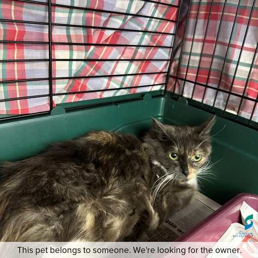 Photo of cat with ID of : C250928.