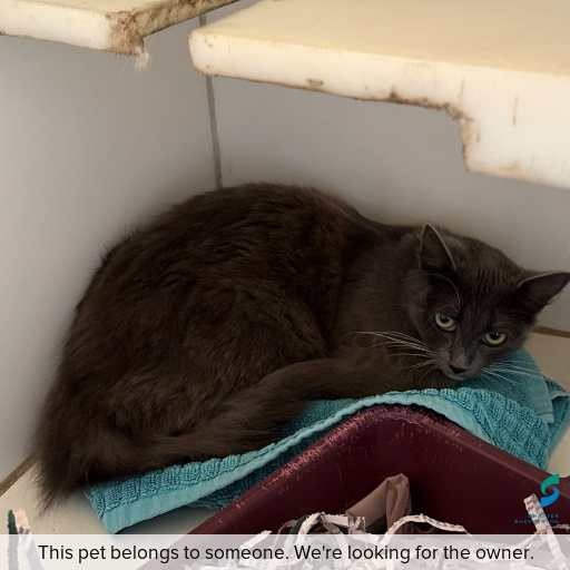 Photo of cat with ID of : C250929.