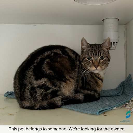 Photo of cat with ID of : C250940.