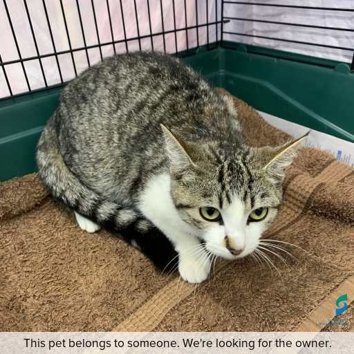 Photo of cat with ID of : C251056.