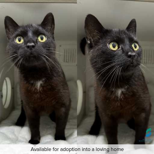 Photo of cat with ID of : C251105.