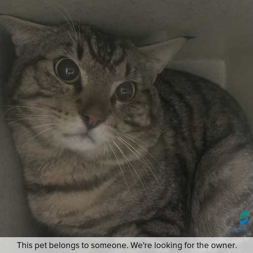 Photo of cat with ID of : C251129.