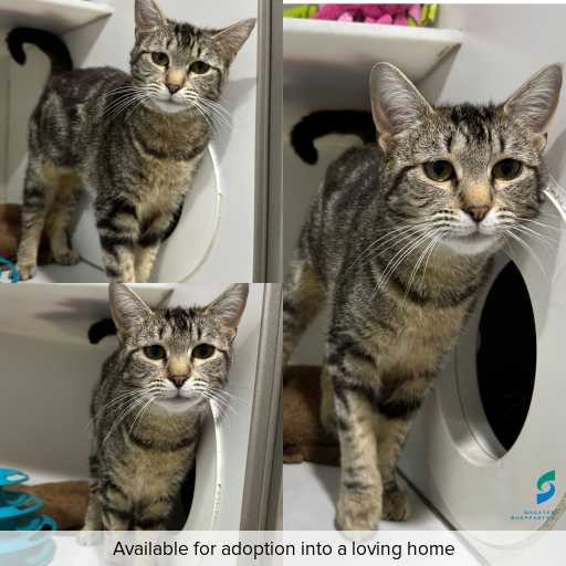 Photo of cat with ID of : C251142.