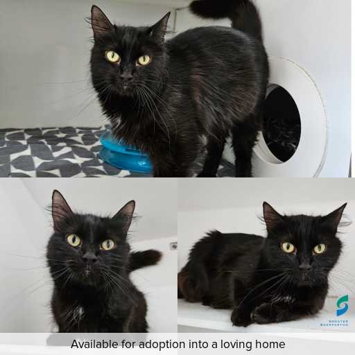 Photo of cat with ID of : C251116.