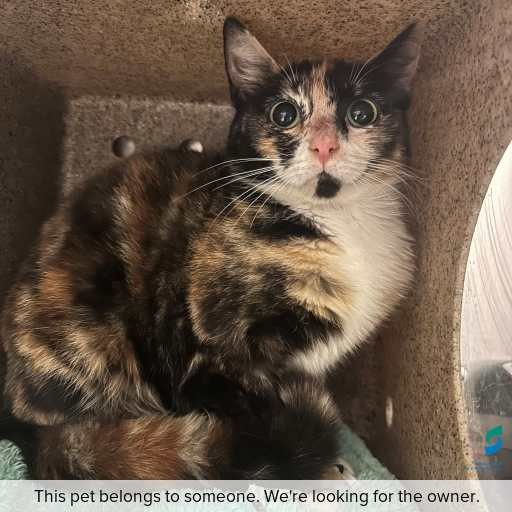 Photo of cat with ID of : C251218.