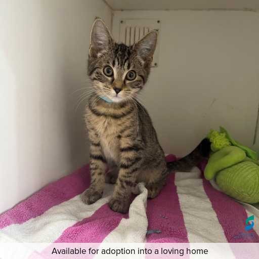 Photo of this cat.