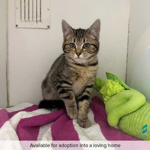 Photo of this cat.