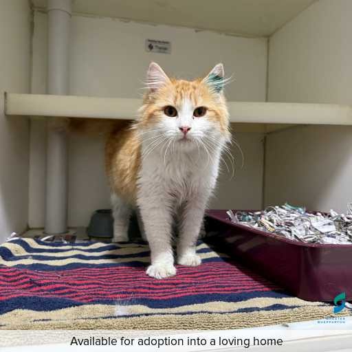Photo of this cat.