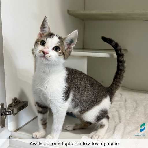 Photo of this cat.