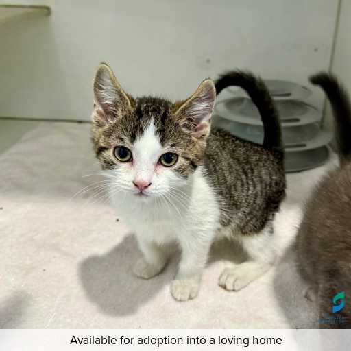 Photo of this cat.