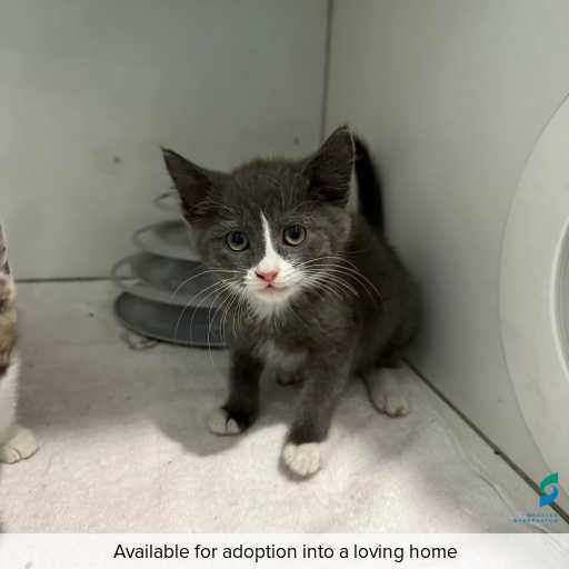 Photo of this cat.