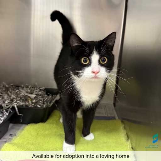 Photo of this cat.