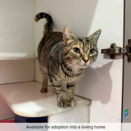 Photo of this cat.