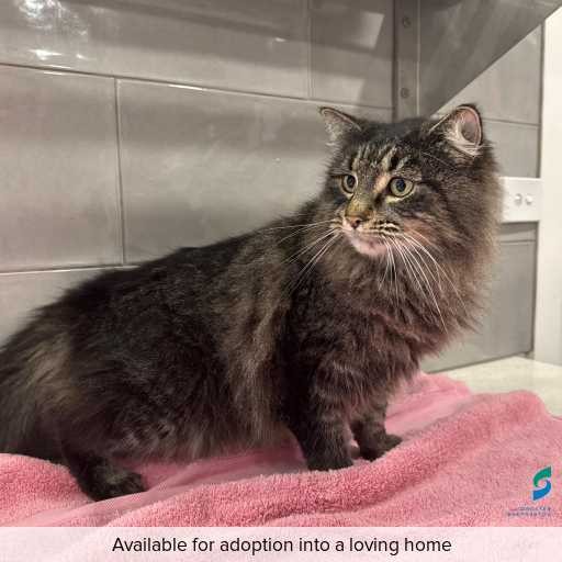 Photo of this cat.