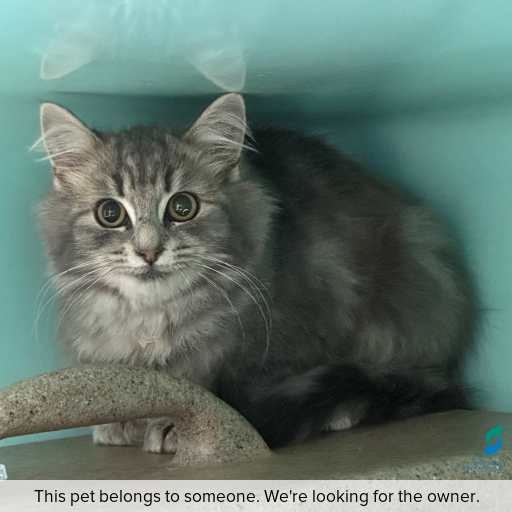 Photo of this cat.