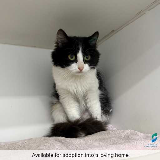 ID: C250538 Photo of this cat.