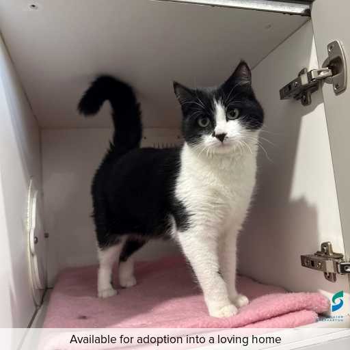 Photo of this cat.