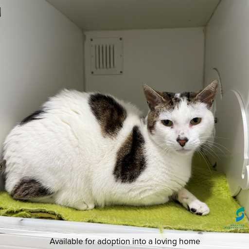 Photo of this cat.