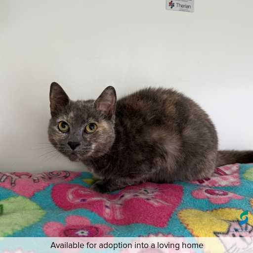 Photo of this cat.
