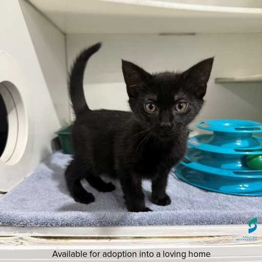 Photo of this cat.
