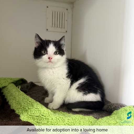 Photo of this cat.