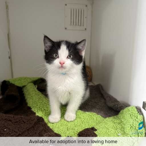 Photo of this cat.