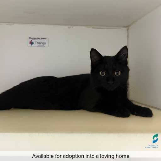 Photo of this cat.