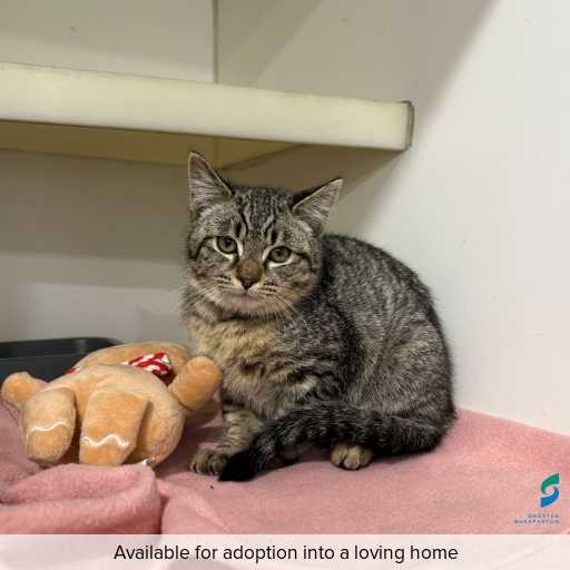 Photo of this cat.