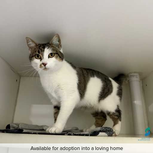 Photo of this cat.
