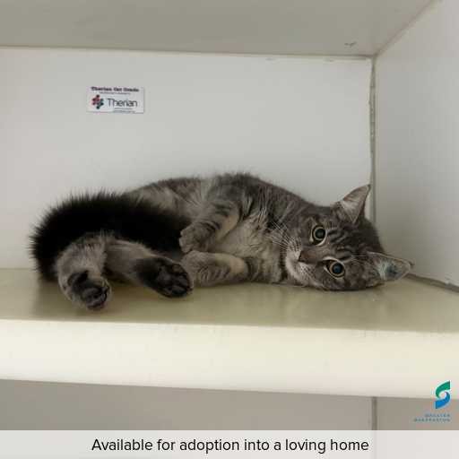 Photo of this cat.