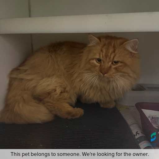 Photo of this cat.